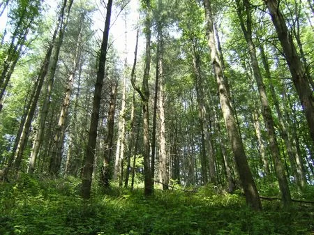 3.4 Acres for Hunting Lease property photo 1