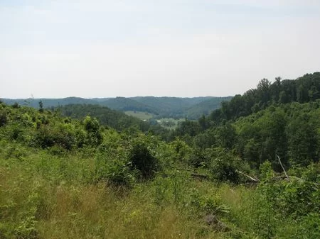 36 and 71 Acre Hunting Lots property photo 1