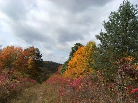37 Acres Of Beautiful Hunting Land property photo 1