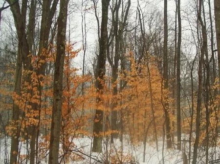 43 Acres property photo 1
