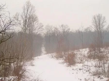 81 Acres property photo 1