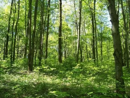 31 Acres Deer Sign Everywhere property photo 1