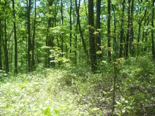 In Contract Shawnee Wilderness property photo 1