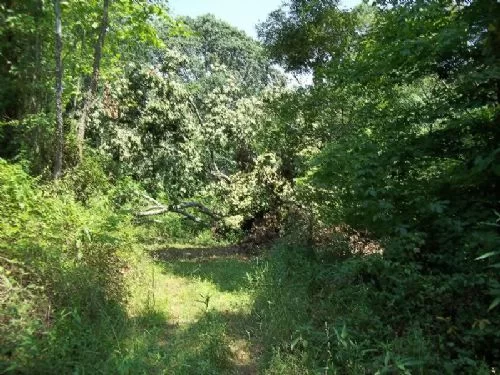 43+ Acres Recreational Land property photo 1