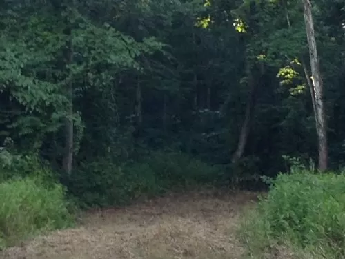 Smokey Hollow