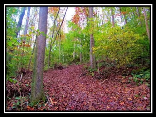 28.705 Wooded Acres property photo 1