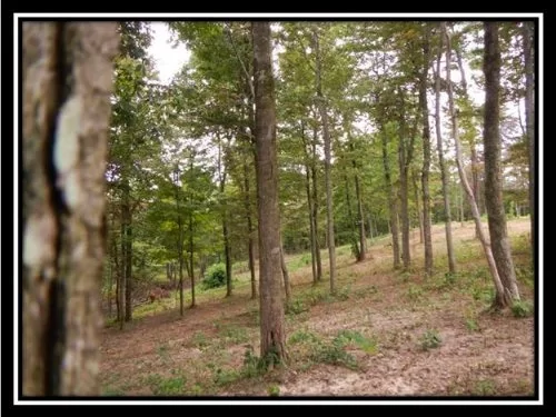 37.79 Wooded Acres Great Access property photo 1